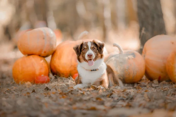 Pes Dýněmi Lese Miniaturní Americký Ovčák Halloween Svátky Díkůvzdání Sklizeň — Stock fotografie