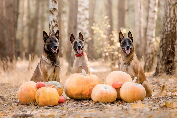 Hund Mit Kürbis Herbst Halloween Hund Belgischer Schäferhund Malinois Hund — Stockfoto