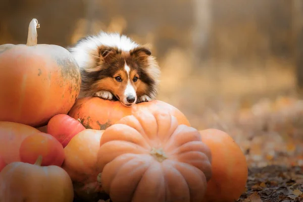 Hund Mit Kürbissen Halloween Feiertage Shetland Schäferhund Mit Kürbis Ernte — Stockfoto