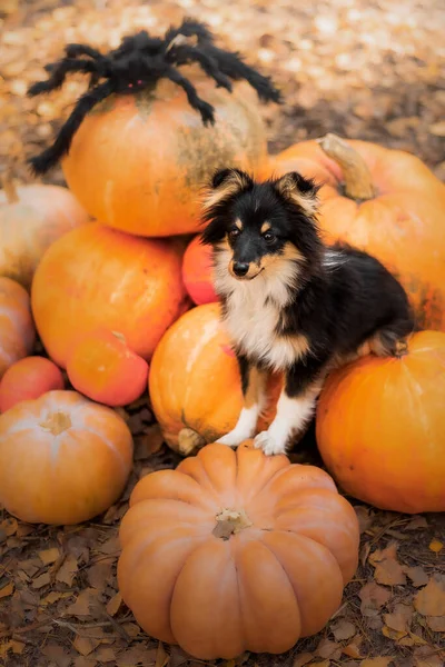 Dog with pumpkins. Halloween holidays. Shetland Sheepdog with pumpkin. Harvest. Thanksgiving day. Sheltie dog