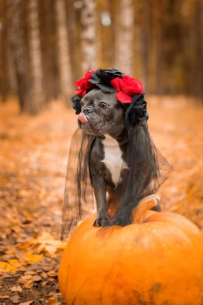 Halloween Thanksgiving Holidays Dog Pumpkins Forest Cute French Bulldog Dog — Zdjęcie stockowe