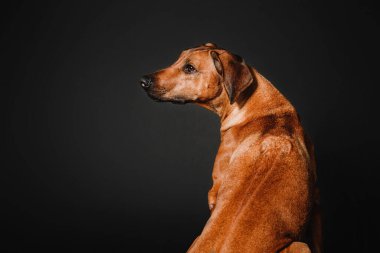 Güzel Rodezyalı Sırt Sırtı köpek portresi siyah arka planda