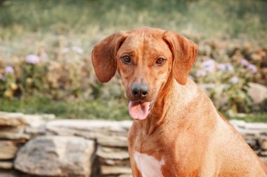 Rodezya sırt köpeği açık hava portresi