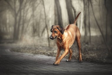Rodezya sırt köpeği açık hava portresi