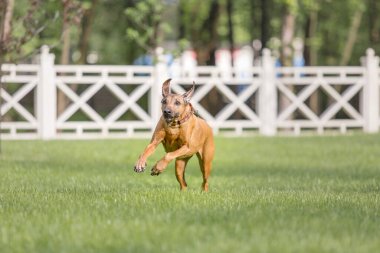 Rodezya sırt köpeği açık hava portresi