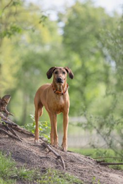Rodezya sırt köpeği açık hava portresi