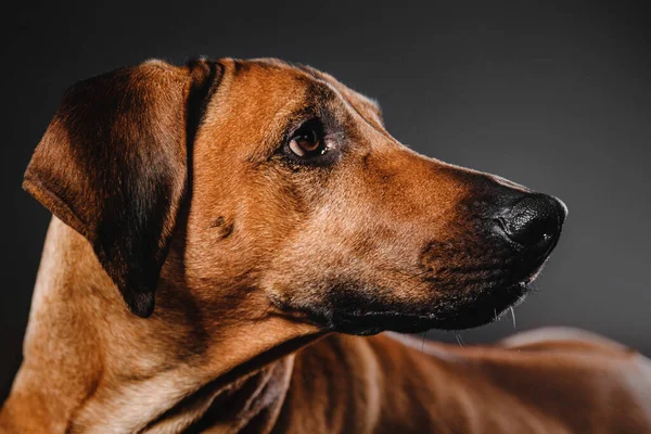 Красивый Родезийский Портрет Собаки Риджбека Черном Фоне — стоковое фото