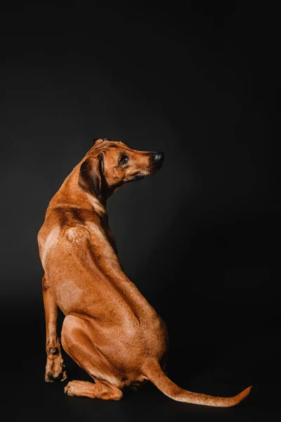 Belo Retrato Cão Rhodesian Ridgeback Fundo Preto — Fotografia de Stock