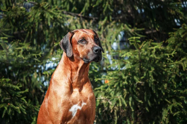 ローデシアのリッジバック犬屋外肖像画 — ストック写真