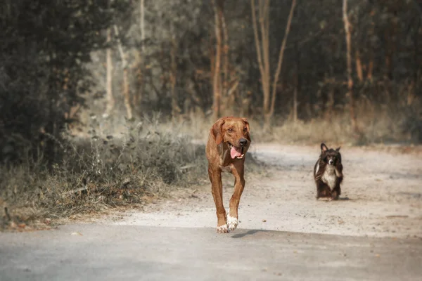 Rhodesian Ridgeback Cão Livre Retrato — Fotografia de Stock