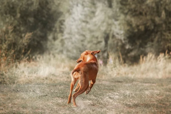 Rhodesian Ridgeback Cão Livre Retrato — Fotografia de Stock