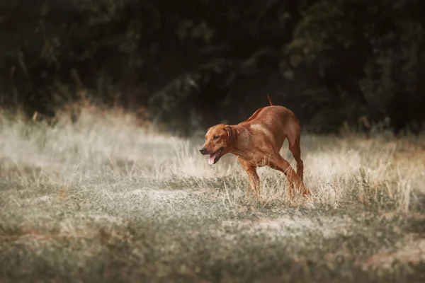 Rhodesian Ridgeback Σκυλί Υπαίθριο Πορτρέτο — Φωτογραφία Αρχείου