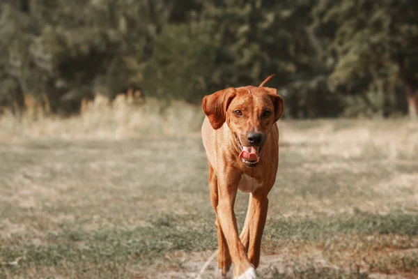 Rodéziai Ridgeback Kutya Kültéri Portré — Stock Fotó