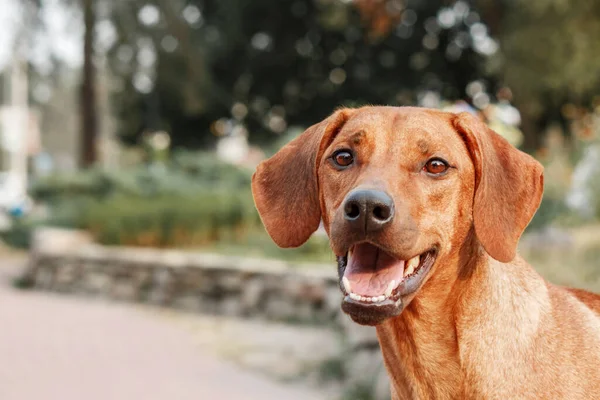 Открытый Портрет Родезийской Собаки Риджбэка — стоковое фото