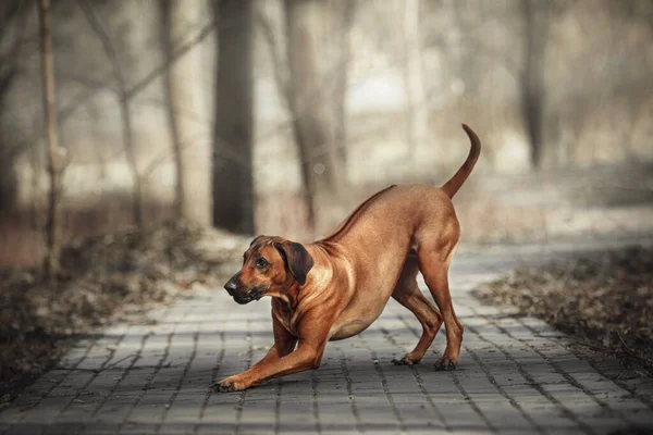 Открытый Портрет Родезийской Собаки Риджбэка — стоковое фото
