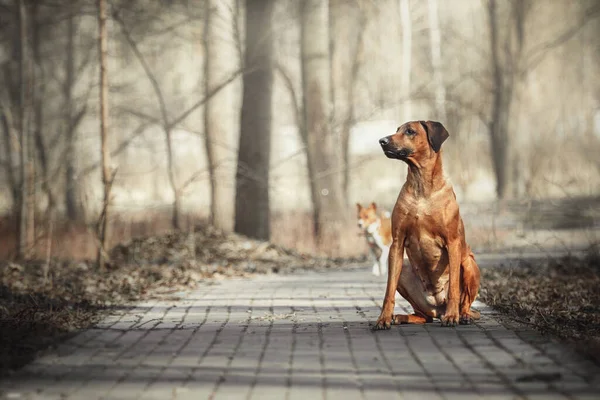 Rhodesian Ridgeback Hond Outdoor Portret — Stockfoto