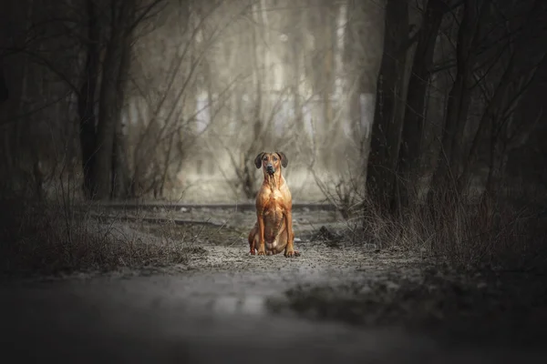 Rodezya Sırt Köpeği Açık Hava Portresi — Stok fotoğraf