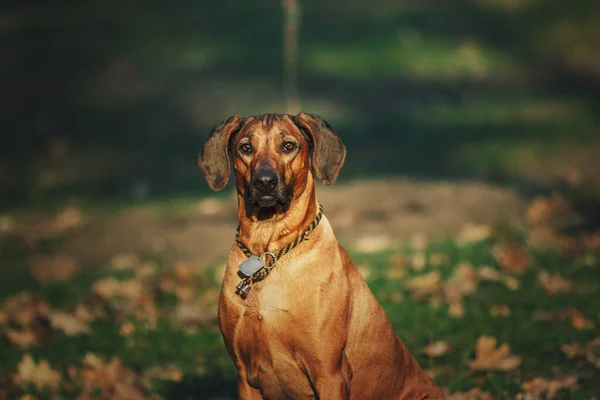 ローデシアのリッジバック犬屋外肖像画 — ストック写真