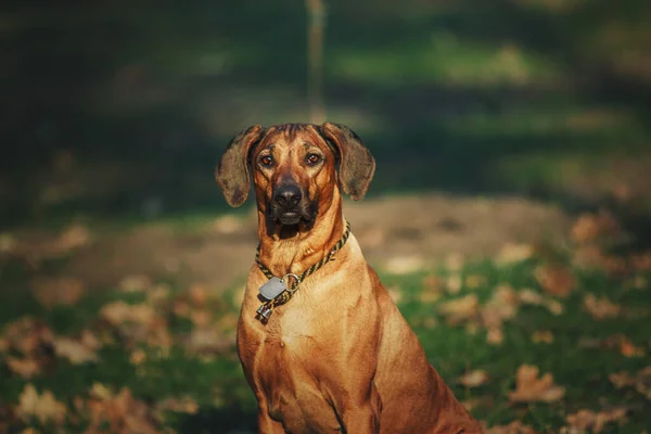 Rhodesian Ridgeback Perro Retrato Aire Libre —  Fotos de Stock