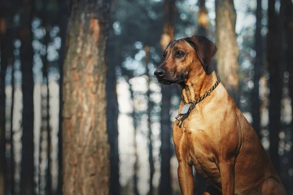 Rhodesian Ridgeback Hund Utomhus Porträtt — Stockfoto