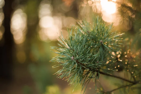 Épinette Norvège Nom Latin Picea Abies — Photo