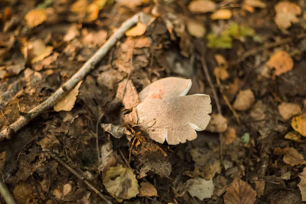 Forest Brown Mushroom Natural Background High Quality Photo — Zdjęcie stockowe