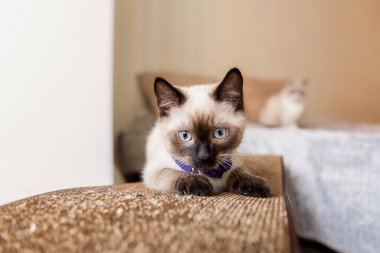 Siyam kedisi tırmalama kazığında. Evcil bir hayvanla ev hayatı. Kedi içeride.. 