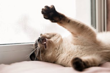 Pencere pervazında Siyam kedisi. Evcil bir hayvanla ev hayatı. Kedi içeride..