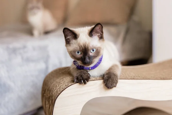Gatito Siamés Poste Arañazos Vida Casa Con Una Mascota Gato —  Fotos de Stock