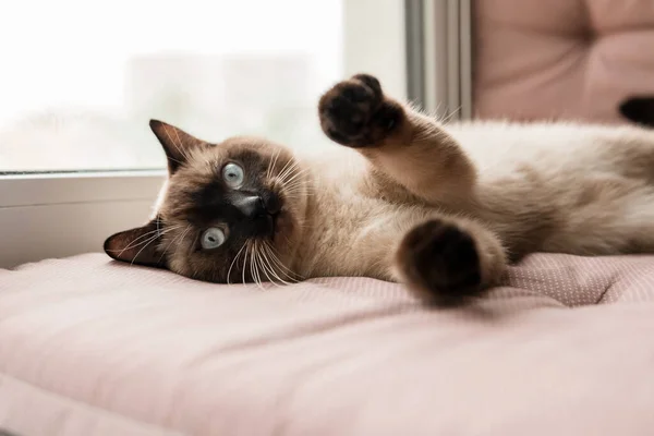 Gato Siamês Parapeito Janela Vida Casa Com Animal Estimação Gato — Fotografia de Stock