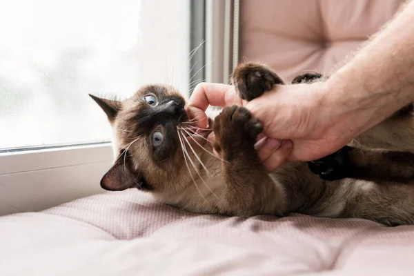 Σιαμαία Γάτα Παίζει Χέρι Στο Περβάζι Του Παραθύρου Ζωή Στο — Φωτογραφία Αρχείου