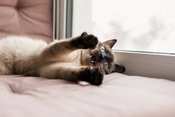 Gato Siamês Parapeito Janela Vida Casa Com Animal Estimação Gato — Fotografia de Stock