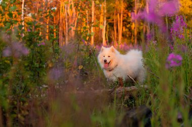 Samoyed köpek portresi. Doğuştan yetenekli bir köpek. Yaz zamanı.