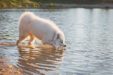 Sudaki Samoyed Dog. Köpek yüzmesi. Islak köpek. Beyaz tüylü hayvan gölette oynuyor
