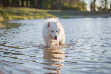 Sudaki Samoyed Dog. Köpek yüzmesi. Islak köpek. Beyaz tüylü hayvan gölette oynuyor