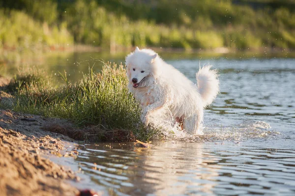 Samodzielny Pies Wodzie Pies Pływa Mokry Pies Biały Puszysty Zwierzak — Zdjęcie stockowe