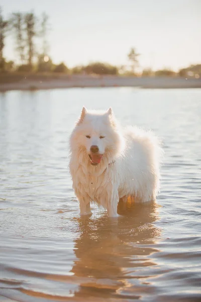 Samoyed dog in water. Dog swim. Wet dog. White fluffy pet playing on the pond