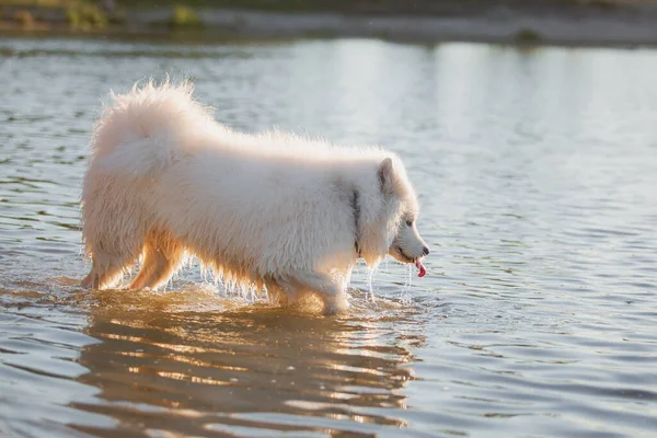 Perro Samoyedo Agua Perro Nadando Perro Mojado Blanco Peludo Mascota —  Fotos de Stock