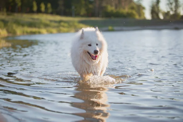 Samoyed dog in water. Dog swim. Wet dog. White fluffy pet playing on the pond