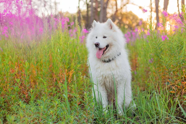 Retrato Cão Samoyed Flores Cão Fundo Natural Hora Verão — Fotografia de Stock