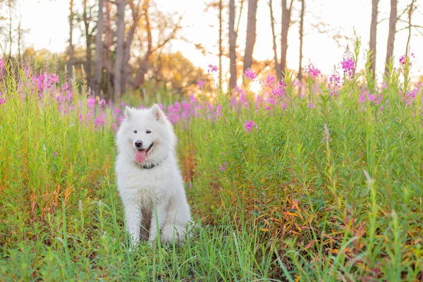 Samoyed Köpek Portresi Doğuştan Yetenekli Bir Köpek Yaz Zamanı — Stok fotoğraf