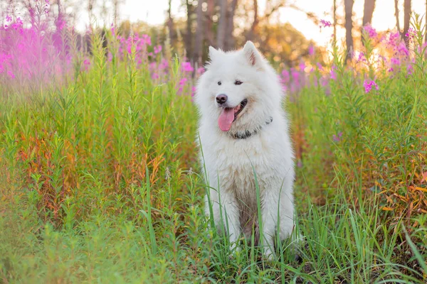 Retrato Perro Samoyedo Flores Perro Sobre Fondo Natural Verano —  Fotos de Stock