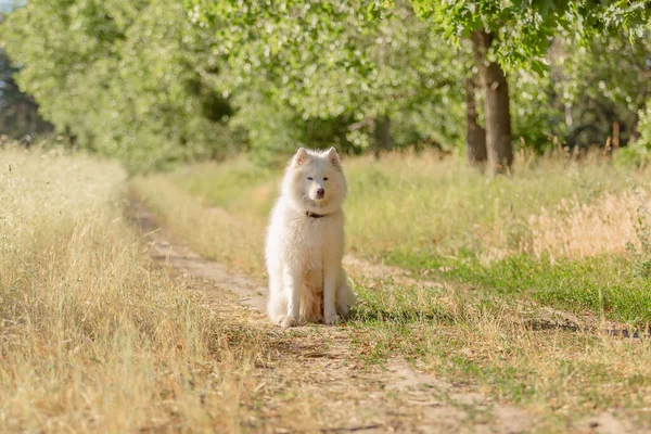 Samoyed Hond Zittend Het Gras Hond Natuurlijke Achtergrond Zomertijd — Stockfoto