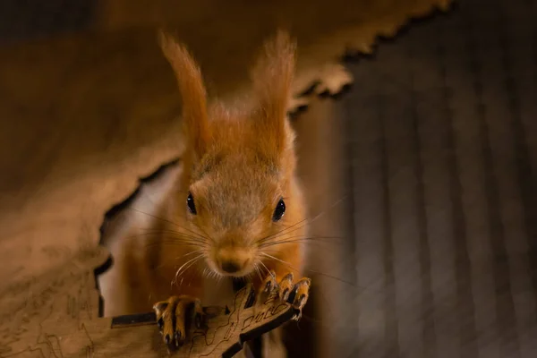 Curious Beautiful Cute Eurasian Red Squirrel Sciurus Vulgaris Zoo — Stock Photo, Image