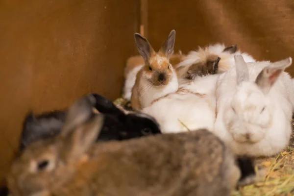 Feeding rabbits on animal farm in rabbit-hutch.