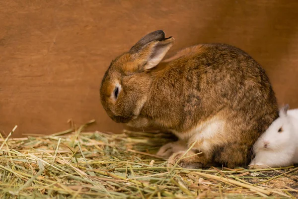 Feeding rabbits on animal farm in rabbit-hutch.