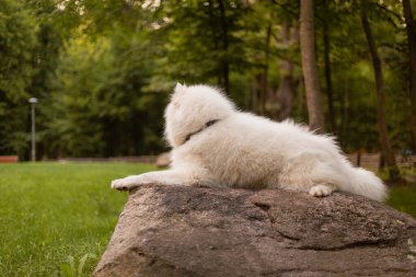 Yürüyüşe çıkmış bir köpek. Parktaki Samoyed Dog. Beyaz tüylü köpek. Sevimli hayvan. Doğal arkaplan