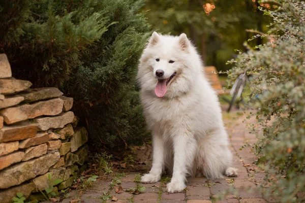 Perro Paseando Perro Parque Perro Blanco Esponjoso Linda Mascota Fondo —  Fotos de Stock