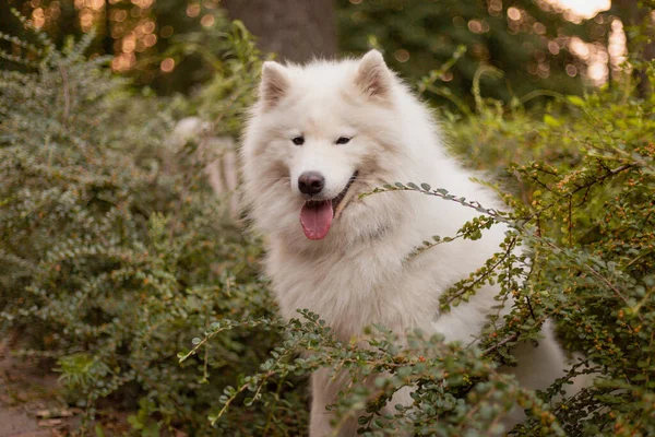 Pes Procházce Samojed Pes Parku Bílý Chlupatý Pes Roztomilé Zvířátko — Stock fotografie
