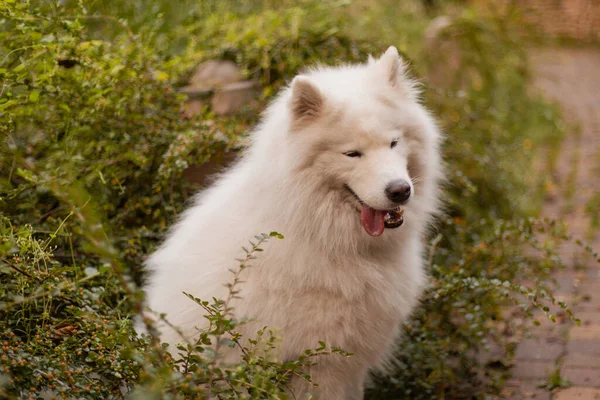 Pes Procházce Samojed Pes Parku Bílý Chlupatý Pes Roztomilé Zvířátko — Stock fotografie